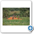 Erdmännchen