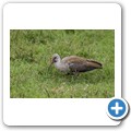 Hadada Ibis