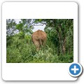 Elefant