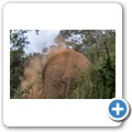 Elefant
