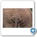 Elefant