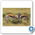 Springbock