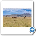 Gnu