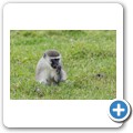 südliche Grünmeerkatze