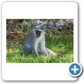südliche Grünmeerkatze