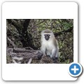 südliche Grünmeerkatze