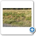 Borstenhörnchen