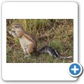 Borstenhörnchen