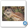 Borstenhörnchen