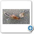 Borstenhörnchen