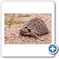 Fahrt zum Mokala NP - Pantherschildkröte
