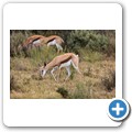 Springbock