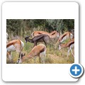 Springbock