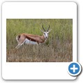 Springbock
