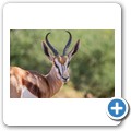Springbock