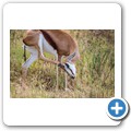 Springbock