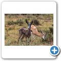 Springbock