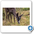 Springbock