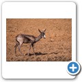 Springbock