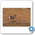 Springbock