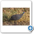 Perlhuhn