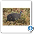 Perlhuhn
