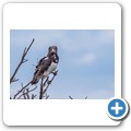 Schwarzbrust-Schlangenadler