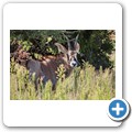 Roan Antilope