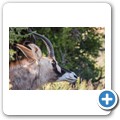 Roan Antilope