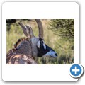Roan Antilope
