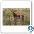 Roan Antilope
