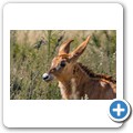 Roan Antilope