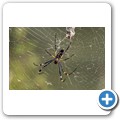 Radnetzspinne