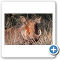 Warzenschwein