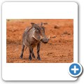 Warzenschwein