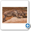 Warzenschwein