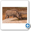 Warzenschwein