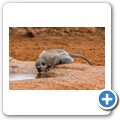 südliche Grünmeerkatze