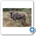 Gnu