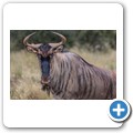 Gnu