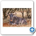 Gnu