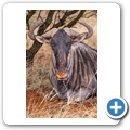 Gnu