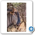 Gnu