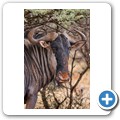 Gnu