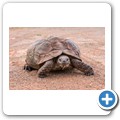 Leopardenschildkröte