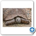 Leopardenschildkröte