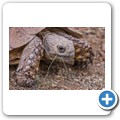 Leopardenschildkröte