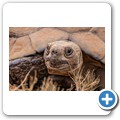Leopardenschildkröte