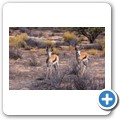 Springbock