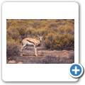 Springbock